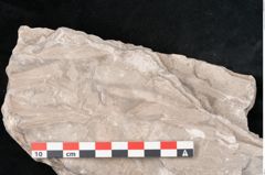 Foto (Detailansicht) von Dictyopteris brongniarti Gutb. (NHMW-GEO-2024-0188-10776)
